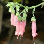 Digitalis thapsi Kwiat