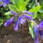 Polygala alpestris Blüte