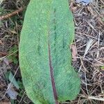 Rumex sanguineusLeaf