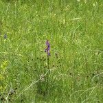 Anacamptis palustris Habitus