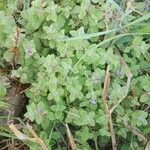 Mentha arvensis Habit