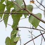 Gmelina arborea Листок
