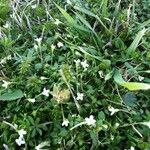 Houstonia micrantha Habitus