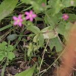 Centaurium pulchellum Fulla