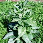 Nicotiana tabacum Habit