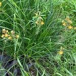 Bulbine frutescensFlower