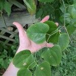 Smilax rotundifolia Leaf