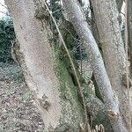 Alnus serrulata Corteza