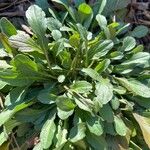 Erigeron floribundusBlad