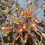 Drosera anglica Folha