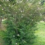 Calliandra selloi Habitus