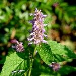 Agastache foeniculum Elinympäristö