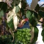 Acer crataegifolium Fruit