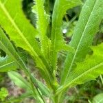 Sonchus arvensisLeaf