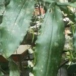 Cyrtorchis monteiroae Hoja