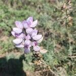 Lupinus albifrons Blüte