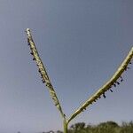 Paspalum distichum Flower