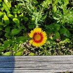 Gaillardia aristataFlower