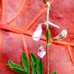 Tephrosia cinerea Flower