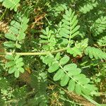 Tribulus cistoides Blatt