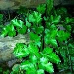 Oenanthe crocata 葉