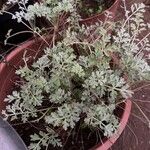 Artemisia vallesiaca Folha