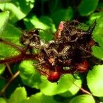 Rubus phoenicolasius Frucht