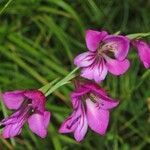 Gladiolus palustris Květ