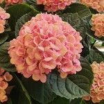 Dombeya wallichii Цветок