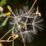 Lactuca muralis Fruit