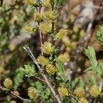 Salix caesia Muu