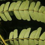 Abarema macradenia Лист