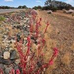 Rumex vesicarius Corteccia