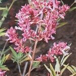 Salvia canariensis Flower