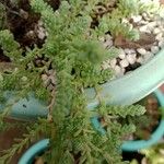 Sedum diffusum পাতা