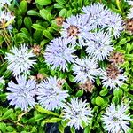 Globularia cordifolia Blodyn