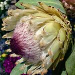 Protea cynaroides Flor