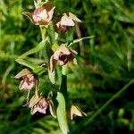 Epipactis helleborine Lorea
