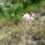 Onobrychis caput-galli Fruit