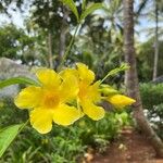 Allamanda cathartica 花