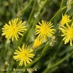 Crepis biennis Flower