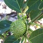 Datura metel ഫലം