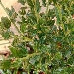 Ceanothus thyrsiflorus Leaf