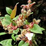 Tradescantia cerinthoides Flor