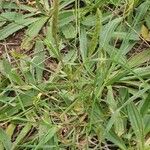 Plantago serraria Hoja