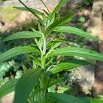 Solidago altissima Habit