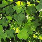 Liriodendron tulipifera Blatt