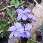 Viola odorata Flower