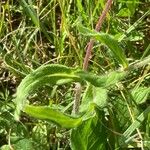 Knautia arvernensis Frunză