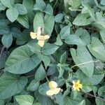 Vigna luteola Flower